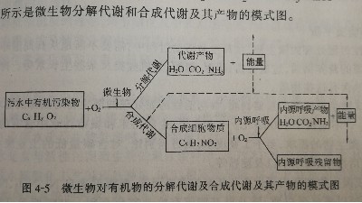 微生物代谢模式图